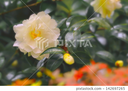 White camellias and autumn leaves White camellias and autumn leaves 142697265