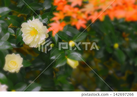 White camellias and autumn leaves White camellias and autumn leaves 142697266