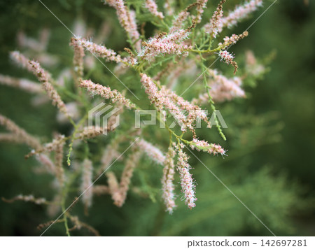 The delicate, small pink tamarisk flowers that bloomed in September. The delicate, small pink tamarisk flowers that bloomed in September. 142697281