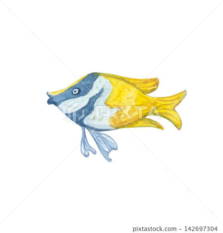 Yellow butterflyfish isolated on white background. Hand drawn marine illustration of cute tropical copperband chemon underwater animal. Delicate detailed ocean creature character for design Yellow butterflyfish isolated on white background. Hand drawn marine illustration of cute tropical copperband chemon underwater animal. Delicate detailed ocean creature character for design 142697304