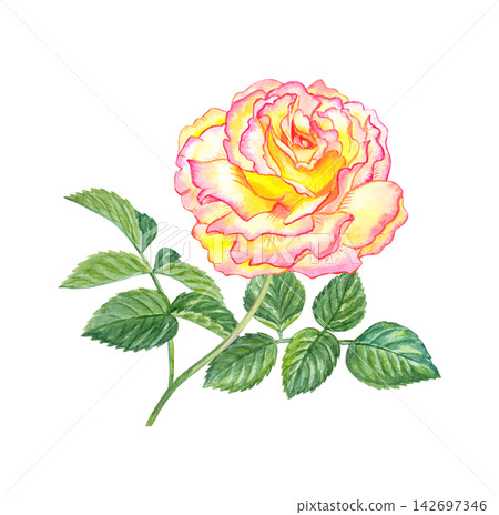 Yellow pink bicolor rose with flushed edges. Hand drawn watercolor botanical illustration isolated on white background. Realistic cream floral element Yellow pink bicolor rose with flushed edges. Hand drawn watercolor botanical illustration isolated on white background. Realistic cream floral element 142697346