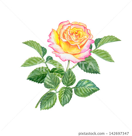 Botanical watercolor illustration of Peace rose. Hand drawn hybrid tea flower isolated on white background. Realistic detailed drawing for garden and nature design Botanical watercolor illustration of Peace rose. Hand drawn hybrid tea flower isolated on white background. Realistic detailed drawing for garden and nature design 142697347