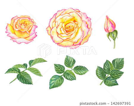 Watercolor set of pink and yellow roses Gloria Dei, bud and green leaves. Hand drawn botanical illustration isolated on white background. Watercolor set of pink and yellow roses Gloria Dei, bud and green leaves. Hand drawn botanical illustration isolated on white background. 142697391