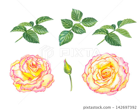 Watercolor set of pink and yellow roses, bud and green leaves. Hand drawn botanical illustration isolated on white background. Realistic detailed floral collection for design and patterns Watercolor set of pink and yellow roses, bud and green leaves. Hand drawn botanical illustration isolated on white background. Realistic detailed floral collection for design and patterns 142697392