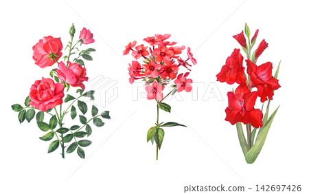 Watercolor red rose, phlox and gladiolus flower branch with green leaves and buds. Hand drawn botanical illustration isolated on white background. Realistic detailed drawing Watercolor red rose, phlox and gladiolus flower branch with green leaves and buds. Hand drawn botanical illustration isolated on white background. Realistic detailed drawing 142697426