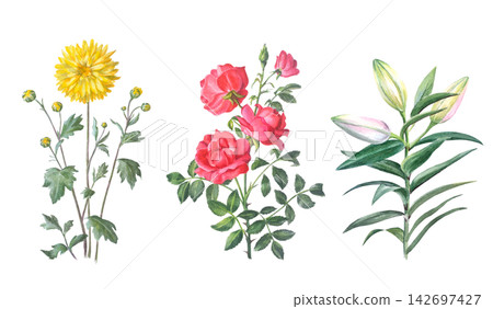 Watercolor yellow chrysanthemum, red rose and lily flower branch with green leaves and buds. Hand drawn botanical illustration isolated on white background. Realistic detailed drawing Watercolor yellow chrysanthemum, red rose and lily flower branch with green leaves and buds. Hand drawn botanical illustration isolated on white background. Realistic detailed drawing 142697427