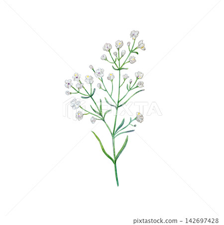 Watercolor white gypsophila flower branch. Hand drawn botanical illustration isolated on white background. Realistic detailed drawing of baby breath for wedding decor and floral compositions Watercolor white gypsophila flower branch. Hand drawn botanical illustration isolated on white background. Realistic detailed drawing of baby breath for wedding decor and floral compositions 142697428