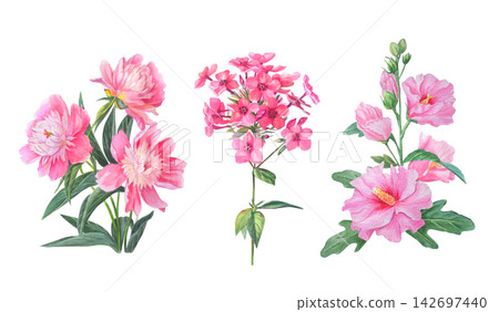 Watercolor pink peony, phlox and mallow flower branch with green leaves and buds. Hand drawn botanical illustration isolated on white background.  142697440