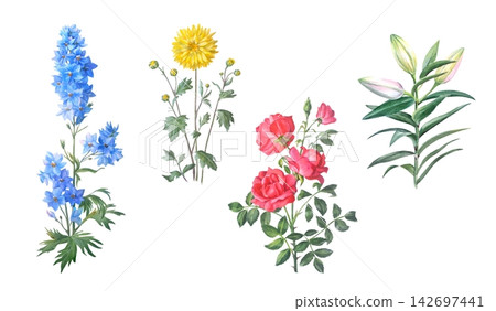 Watercolor blue delphinium, yellow chrysanthemum, red rose and lily flower branch with green leaves and buds. Hand drawn botanical illustration isolated on white background. Realistic detailed drawing Watercolor blue delphinium, yellow chrysanthemum, red rose and lily flower branch with green leaves and buds. Hand drawn botanical illustration isolated on white background. Realistic detailed drawing 142697441