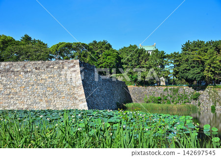 《Aichi Prefecture》Nagoya Castle's moat covered in lotus flowers and the restored stone walls of the rear gate of the main keep. 142697545