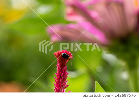 A black cucumber beetle perched on a cockscomb flower. 142697570