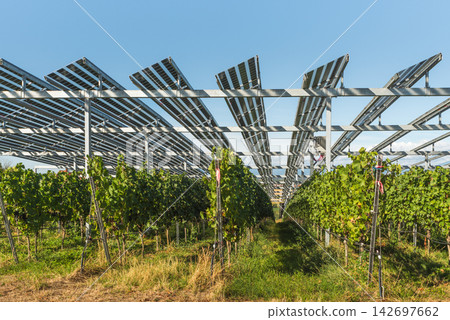 Agrivoltaic solar panels above vineyard rows in the Kaiserstuhl wine region, Germany. Agrivoltaic solar panels above vineyard rows in the Kaiserstuhl wine region, Germany. 142697662