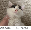 A fluffy kitten sleeping 142697810