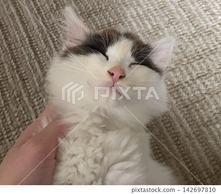 一隻毛茸茸的小貓在睡覺 一隻毛茸茸的小貓在睡覺 142697810