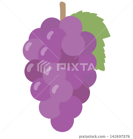 Grapes (purple, with leaves) - Illustration of an autumn delicacy Grapes (purple, with leaves) - Illustration of an autumn delicacy 142697876