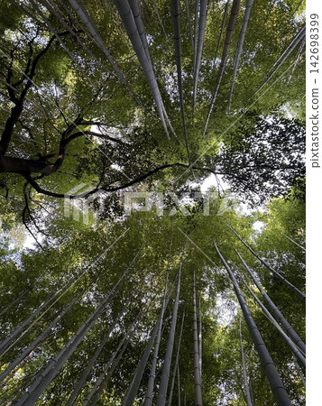 Look up at the bamboo grove Look up at the bamboo grove 142698399