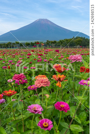 Hyakusou山和富士山 142698515