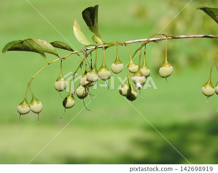 Styrax japonicum Styrax japonicum 142698919