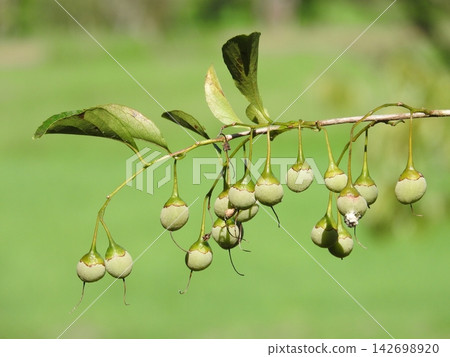 Styrax japonicum Styrax japonicum 142698920