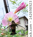 吮吸花蜜的鷹蛾 142698923