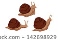 Set of Cute Brown Garden Snails with Spiral Shells and Tentacles. Cartoon Mollusks in Different Poses Isolated on White Background. Adorable Slow Creatures for Nature or Animal Designs 142698929