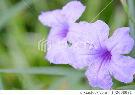 花園裡盛開著美麗清新的紫色花朵,雨滴落下。 花園裡盛開著美麗清新的紫色花朵,雨滴落下。 142698981