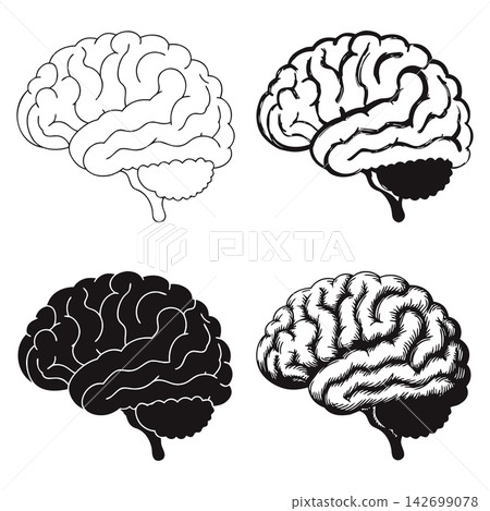 The image shows four different black-and-white vector illustrations of a human brain in pro 142699078