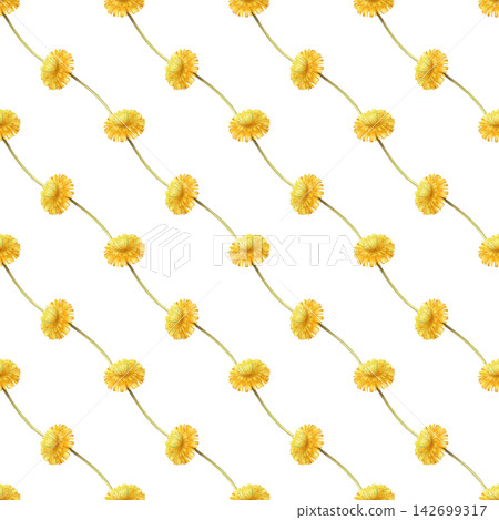 Watercolor diagonal seamless pattern with vibrant yellow dandelion blossoms arranged on long stems. Botanical drawing on a isolated background, for summer textile, floral packaging, wallpaper, and Watercolor diagonal seamless pattern with vibrant yellow dandelion blossoms arranged on long stems. Botanical drawing on a isolated background, for summer textile, floral packaging, wallpaper, and 142699317