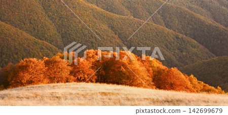 Vivid autumn forest surrounding a sunlit mountain meadow Vivid autumn forest surrounding a sunlit mountain meadow 142699679