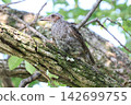 A young bulbul waiting for its parent. 142699755