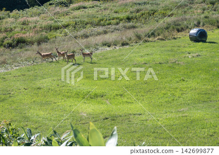 A herd of young Hokkaido deer walking across a summer grassland. A herd of young Hokkaido deer walking across a summer grassland. 142699877