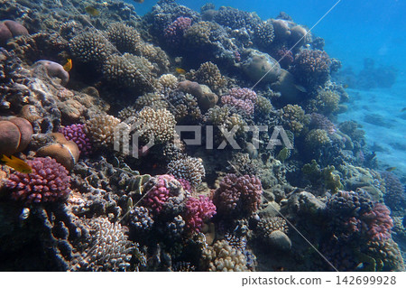 nice coral reef in the Egypt, Safaga nice coral reef in the Egypt, Safaga 142699928