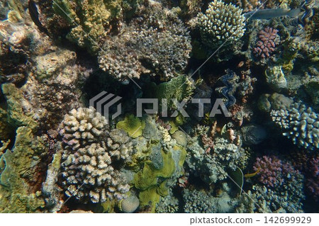 nice coral reef in the Egypt, Safaga nice coral reef in the Egypt, Safaga 142699929