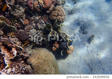 nice coral reef in the Egypt, Safaga nice coral reef in the Egypt, Safaga 142699930