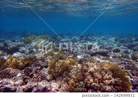 nice coral reef in the Egypt, Safaga nice coral reef in the Egypt, Safaga 142699931