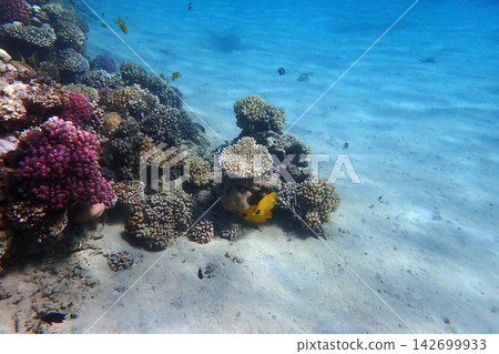 nice coral reef in the Egypt, Safaga nice coral reef in the Egypt, Safaga 142699933