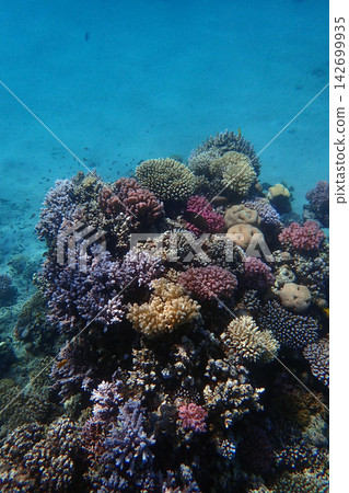 nice coral reef in the Egypt, Safaga nice coral reef in the Egypt, Safaga 142699935