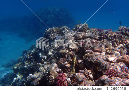 nice coral reef in the Egypt, Safaga nice coral reef in the Egypt, Safaga 142699936