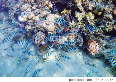 nice coral reef in the Egypt, Safaga nice coral reef in the Egypt, Safaga 142699937
