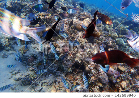nice coral reef in the Egypt, Safaga nice coral reef in the Egypt, Safaga 142699940