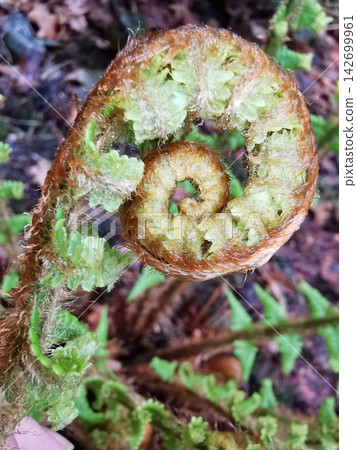 young fern texture young fern texture 142699961