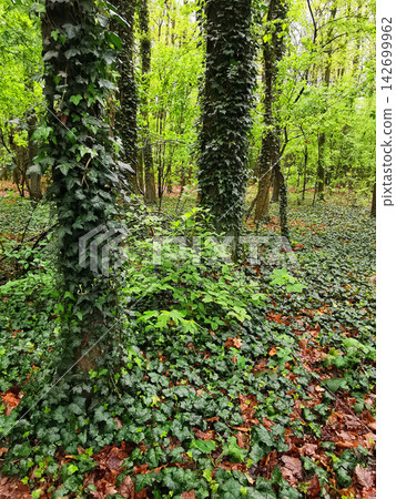 green old forest, Czech republic green old forest, Czech republic 142699962