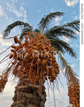 palm tree date fruit 142700046