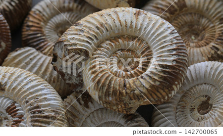 ammonite fossil texture ammonite fossil texture 142700065