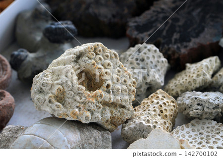 coral fossil collection 142700102