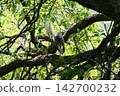 A little egret and a black-crowned night heron escape the heat in the shade of a tree. 142700232