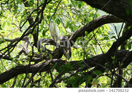 A little egret and a black-crowned night heron escape the heat in the shade of a tree. A little egret and a black-crowned night heron escape the heat in the shade of a tree. 142700232