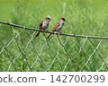 A baby sparrow begging its parent for food. 142700299