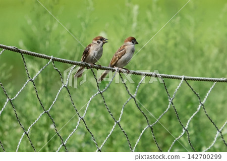 A baby sparrow begging its parent for food. A baby sparrow begging its parent for food. 142700299