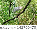 A little egret perched on a slanted branch. 142700475